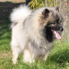 vl pic keeshond