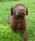 Chesapeake bay retriever