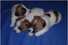 Jack Russell Terrier - ndhern ttka