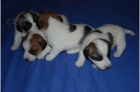 Jack Russell Terrier - ndhern ttka