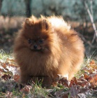 nmeck pic trpasli pomeranian