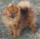 nmeck pic trpasli pomeranian