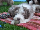 Bearded Collie - vzcn plav ttka s PP