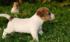 Jack Russell Terrier-ttka