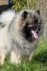 vl pic , keeshond