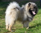 vl pic , keeshond