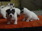 Jack Russel terir - prodm tata JRT