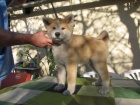 Akita Inu s PP