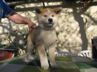 Akita Inu s PP