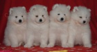 Samojed tata s PP