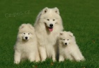 Samojed tata s PP