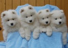 Samojed tata s PP