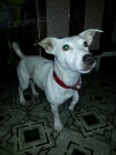 Jack russell terrier russel terier na kryt