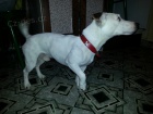 Jack russell terrier russel terier na kryt