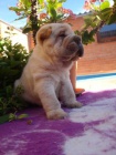 arpej, Shar-pei