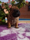 arpej, Shar-pei