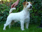 Jack Russell Terir - ttka