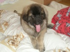 CHS - Leonberger tata s PP