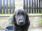 Prodm ttka Flat Coated Retriever