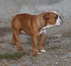 Anglick buldok, English Bulldog, buldog