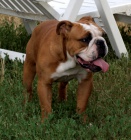 Anglick buldok, English Bulldog, buldog