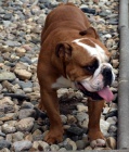 Anglick buldok, English Bulldog, buldog