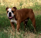 Anglick buldok, English Bulldog, buldog