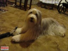 Bearded Collie - luxusn pejsek vzcn barvy