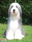 Bearded Collie - luxusn pejsek vzcn barvy