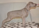 weimaraner puppy boy