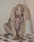 weimaraner puppy boy