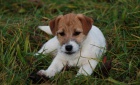 Jack Russell Terir - ndhern ttka