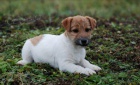 Jack Russell Terir - ndhern ttka