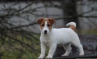 Jack Russell Terir - ndhern ttka