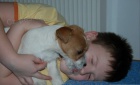 Jack Russell Terir - ndhern ttka