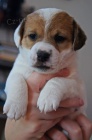 Jack Russell Terier s PP