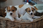 Jack Russell Terier s PP