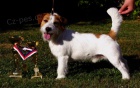 Jack Russell Terier s PP