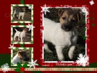 Jack Russell s PP - pejsek