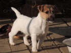 Jack Russell s PP - pejsek