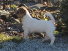 Jack Russell s PP - pejsek