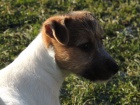 Jack Russell s PP - pejsek