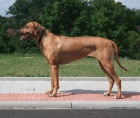 Rhodsk Ridgeback - ttka s PP