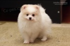 Pomeranian/Trpasli pic 