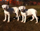 Argentinsk doga - Dogo Argentino tntka