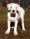 Argentinsk doga - Dogo Argentino tntka