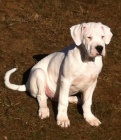 Argentinsk doga - Dogo Argentino tntka