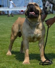 BOERBOEL BALLOTADA