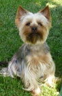 Yorkshire terrier