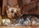 Yorkshire terrier